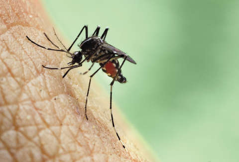 Insect bite